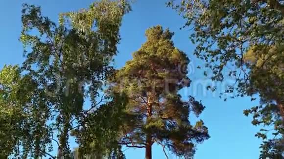 蓝天背景下高树顶部移动的美丽景色视频的预览图