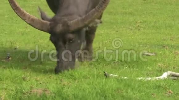 水牛吃草视频的预览图