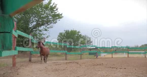 美丽的小马年轻的马优雅的纯种深棕色的马小马绕着鸟舍跑动物视频的预览图