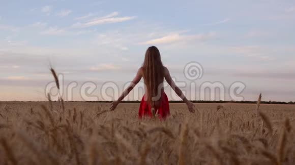 女孩站在麦田里双手放在头后从后面看到夜空视频的预览图