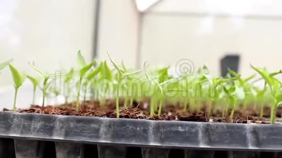 盘踞在发芽的辣椒幼苗上发芽托盘中的幼苗视频的预览图