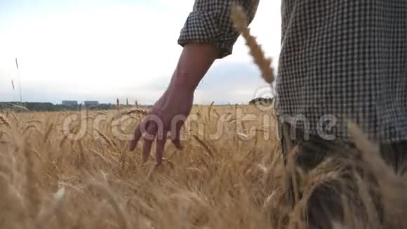 靠近雄性的手臂移动在成熟的小麦上生长在草地上年轻的农民穿过谷地视频的预览图