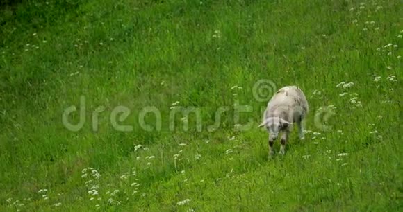 挪威家养绵羊放牧在威利挪威牧场绵羊在绿色草地上吃新鲜的春草绵羊视频的预览图