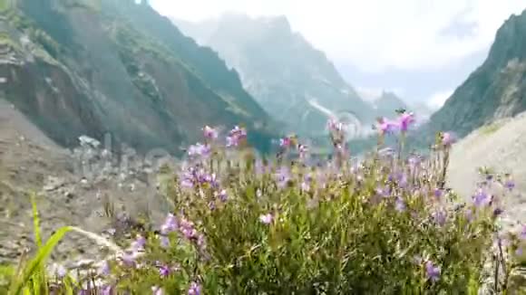 野花在山景的映衬下夏天在风中摇曳视频的预览图