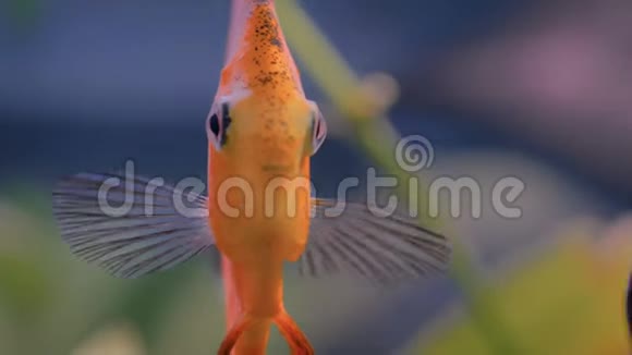 近距离观赏金色天使鱼水下生活视频的预览图