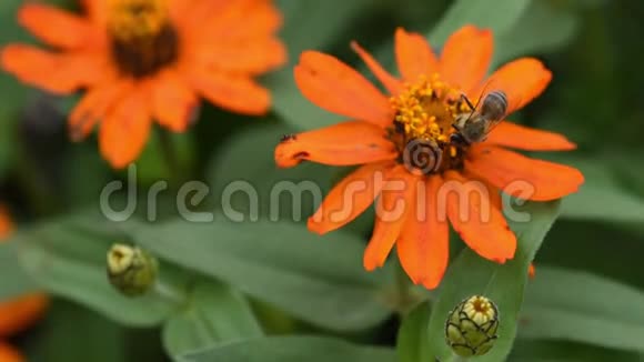 橘子花上的蜜蜂收集花粉以获取蜂蜜特写镜头背景模糊窄叶视频的预览图