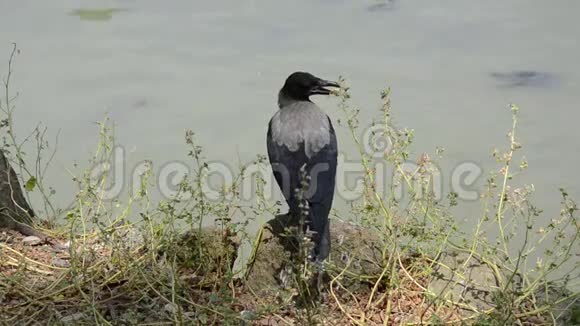 一只乌鸦和海龟坐在湖边的石头上嘴里衔着食物视频的预览图