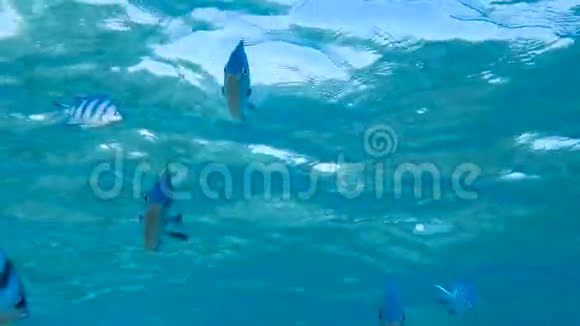 红海鱼视频的预览图