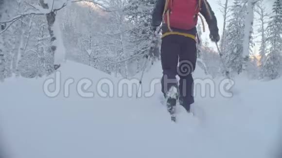西伯利亚的滑雪场人们雪林中滑雪视频的预览图