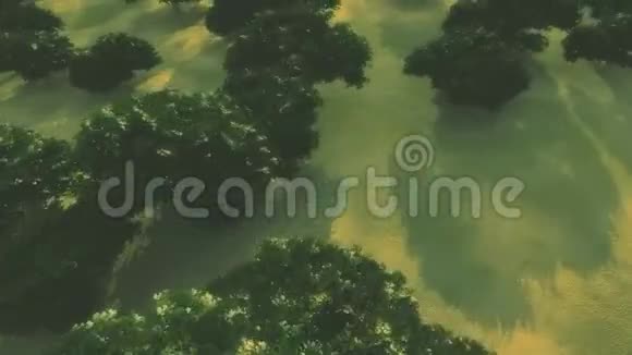 飞到森林上空视频的预览图