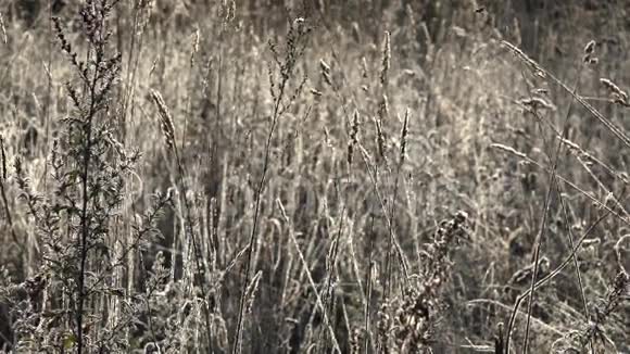 草弯曲的草地在清晨的阳光下有温和的霜4K视频的预览图