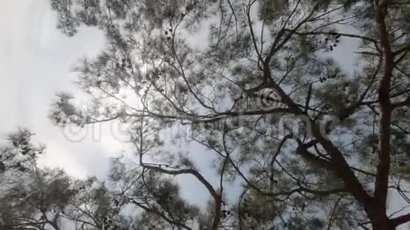 太阳照亮了公园里美丽松树的顶端和枝条视频的预览图