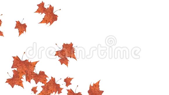 秋天落叶在白色的背景上季节主题背景视频的预览图