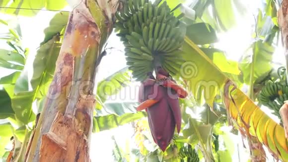 加那利群岛香蕉种植园开花的香蕉巨大的红色香蕉花生长在树上的绿色香蕉视频的预览图
