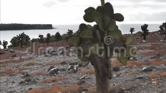 在加拉帕戈斯群岛的艾斯拉什广场上靠近奥普蒂亚仙人掌视频的预览图