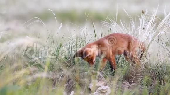 可爱的红狐崽在草地上挖外阴视频的预览图