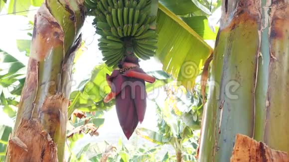 在特内里费开花的香蕉巨大的红色香蕉花生长在树上的绿色香蕉视频的预览图