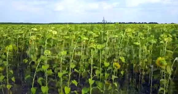 田野上成熟的绿色向日葵乌克兰视频的预览图