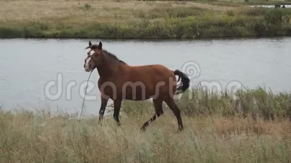 一匹带着皮带的棕马在镜头前的草地上散步镜头背景是池塘或湖泊视频的预览图