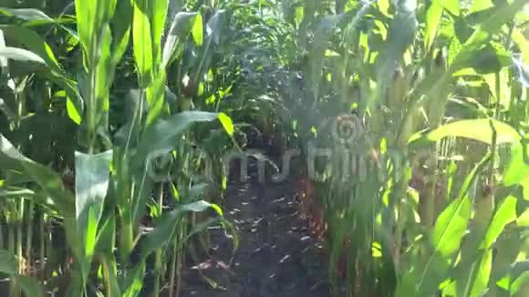 在一个贫瘠的阿克克旁边矗立着一片盛开的玉米地视频的预览图