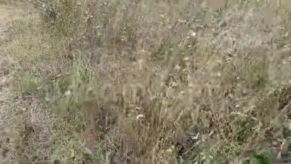 草花随风摆动的录像片段视频的预览图