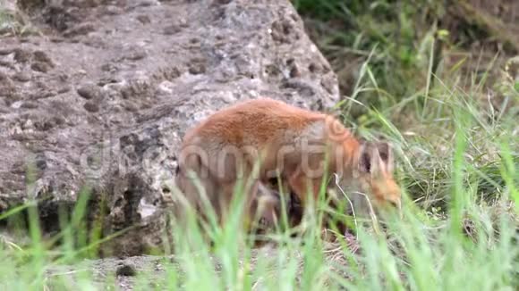 两只年轻的红狐狸在洞穴附近玩耍外阴视频的预览图