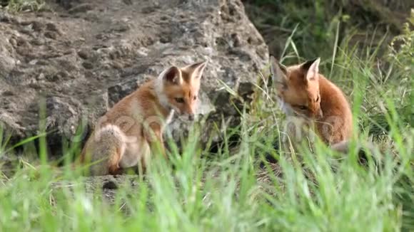 两只年轻的红狐狸在洞穴附近玩耍外阴视频的预览图