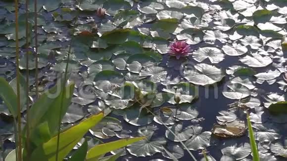 早晨的阳光下有百合花的湖视频的预览图