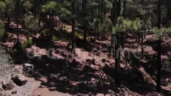 雄蜂从树根长到松树的顶端在山上的森林里视频的预览图