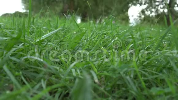 塑料垃圾倒在草坪上洒在嫩绿的草地上视频的预览图