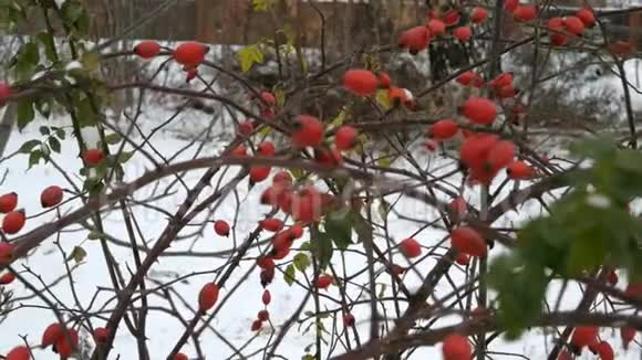 冬天在外面的灌木丛里的蔷薇果视频的预览图