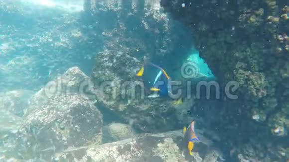 加拉帕戈斯埃斯帕诺拉岛的两条天使鱼视频的预览图
