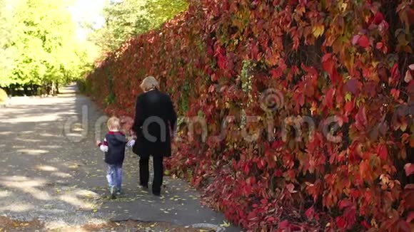 一位老妇人和她的小孙子在秋天公园沿着一条小巷散步视频的预览图