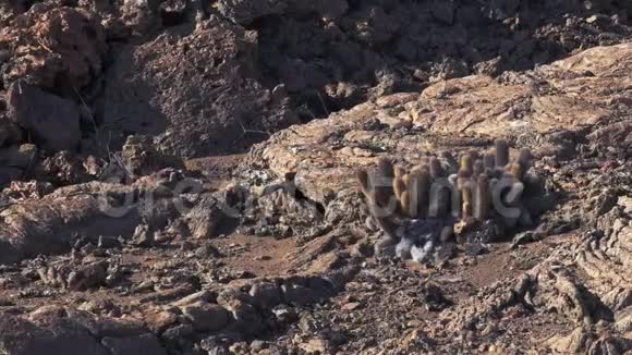 加拉帕戈斯的伊斯拉巴图洛姆上的熔岩仙人掌视频的预览图