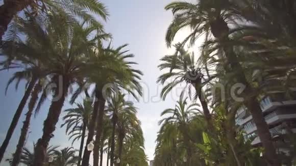 公园里的棕榈胡同漫步于公园内的棕榈树之间景色从下到上视频的预览图