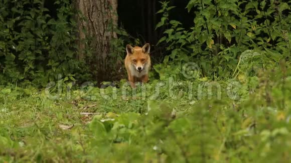 一只美丽的野生红狐狸外阴在林地的边缘觅食视频的预览图