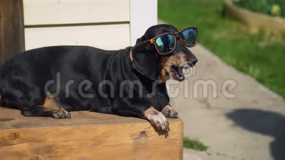 太阳眼镜里的大猎犬在叫视频的预览图