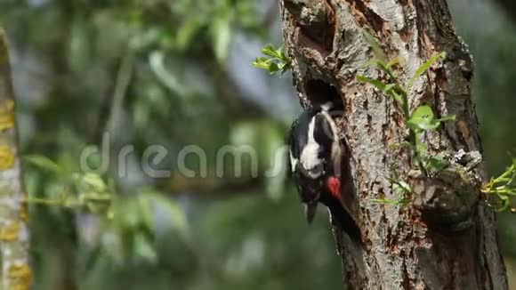 一只雌性大斑点啄木鸟主要是树突栖息在树的巢洞边缘喂养她的婴儿视频的预览图