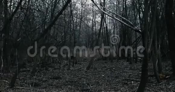 在黑暗的森林里慢悠悠地走着视频的预览图