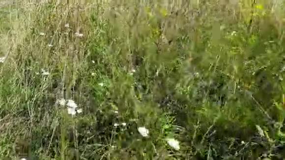 夏日的草地和野花视频的预览图