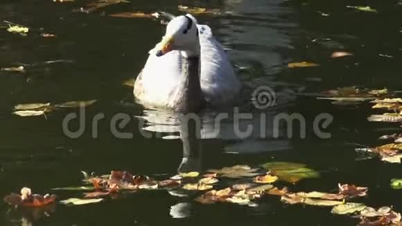鸭子在落在水面上的黄叶中游泳视频的预览图