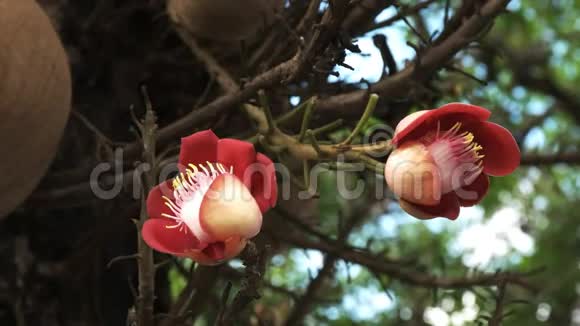 巴西里约热内卢的坎农球树花卉视频的预览图