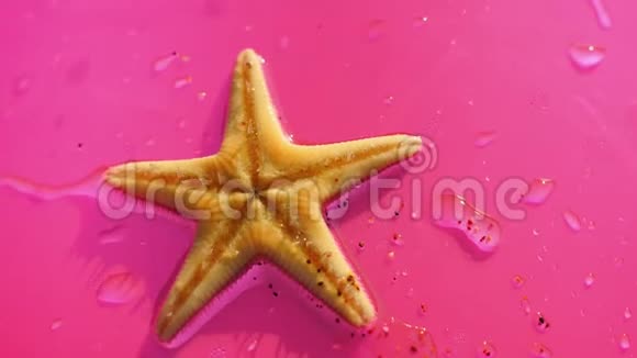粉红色背景上的海星视频的预览图