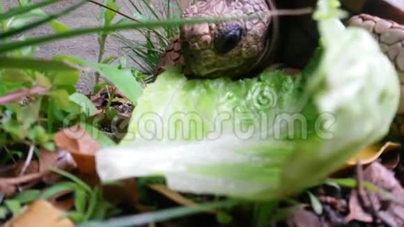 乌龟在吃生菜的时候鸟儿在低语视频的预览图