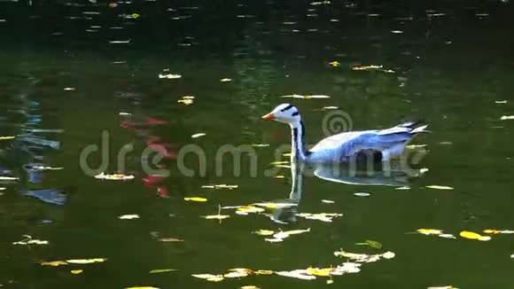 鸭子在落在水面上的黄叶中游泳视频的预览图