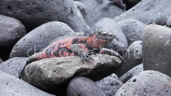 在加拉帕戈斯群岛的伊斯拉埃斯帕诺拉岛上醒目的红色海洋鬣蜥视频的预览图