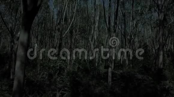 夜晚飞过树林视频的预览图