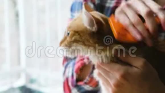 一个男人梳着红猫特写的皮毛视频的预览图