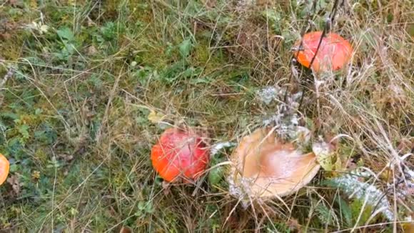 雪落在绿草上的大蘑菇喀尔巴阡山中的红飞琼脂视频的预览图