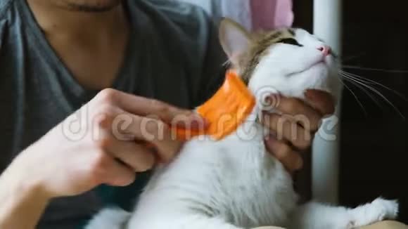 男人抓着一只白色的猫梳特写慢动作视频的预览图